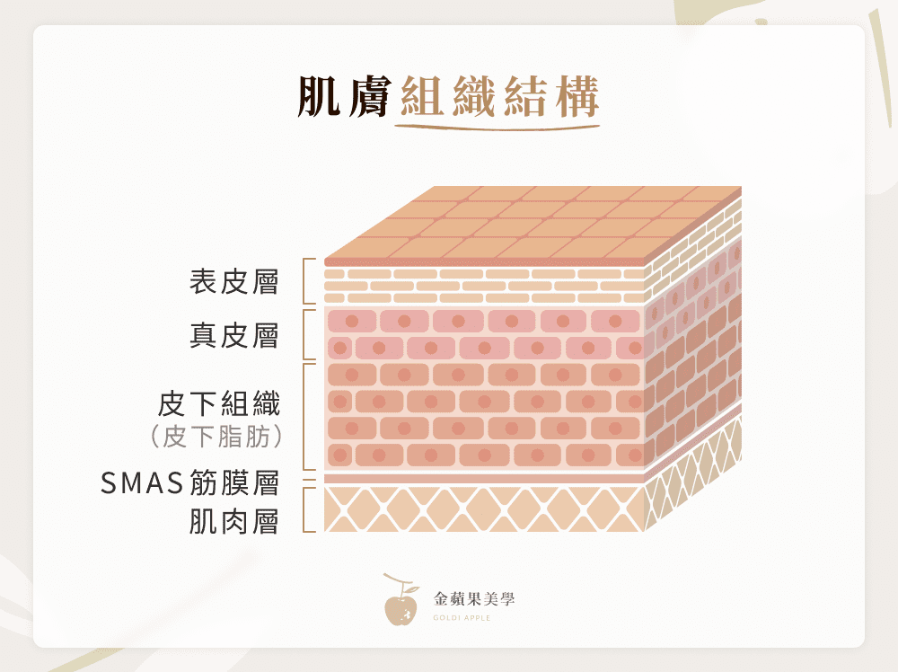 無痕筋膜拉提作用層次:肌膚組織結構與 SMAS 筋膜層