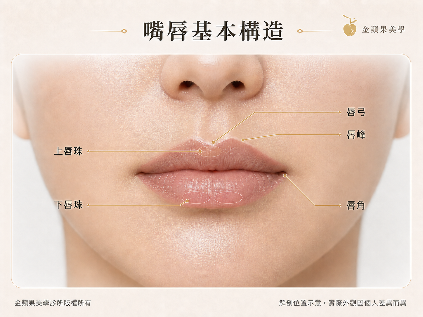 嘴唇基本構造